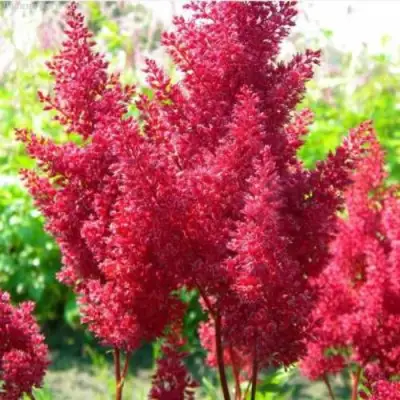 Астильба СКАЙСКРЕЙПЕР китайская в Речице