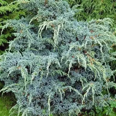 Можжевельник БЛЮ АЛЬПС китайский  в Речице