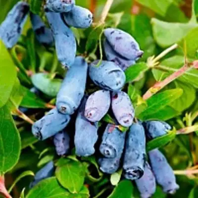 Жимолость съедобная БАКЧАРСКИЙ ВЕЛИКАН в Речице