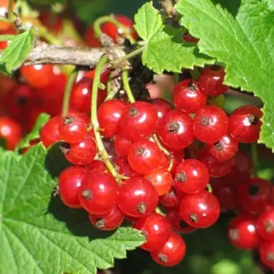 Смородина красная РАЧКОВСКАЯ в Речице