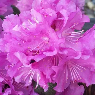 Рододендрон П.Ж.М. ЭЛИТ в Речице