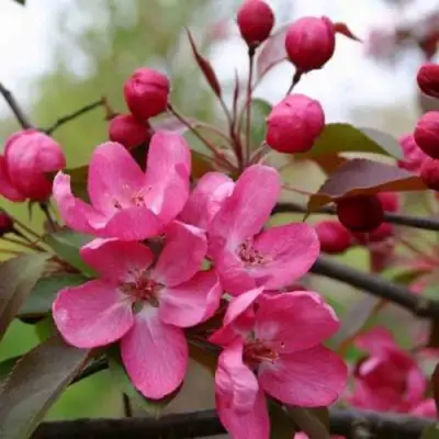 Яблоня РУДОЛЬФ декоративная  в Речице