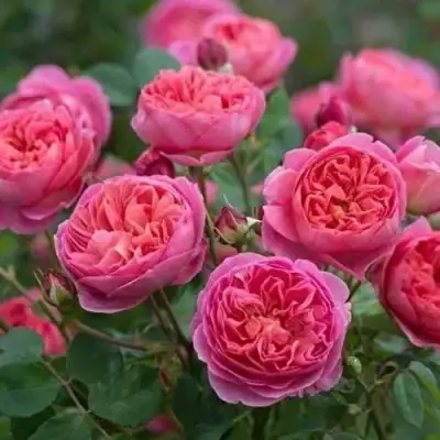 Роза БЕНДЖАМИН БРИТТЕН шраб в Речице