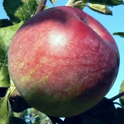 Яблоня АЛЕСЯ в Речице