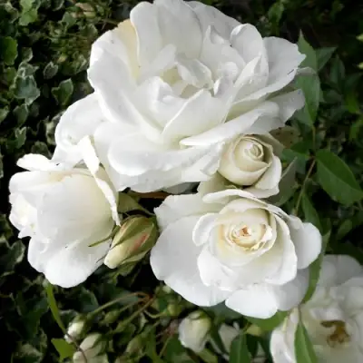 Роза АЙСБЕРГ флорибунда в Речице