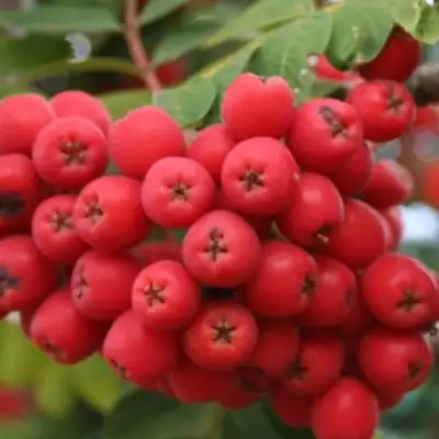 Рябина АЛАЯ КРУПНАЯ сладкоплодная в Речице