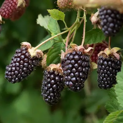 Ежемалина БОЙСЕНБЕРРИ в Речице