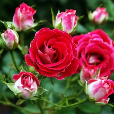 Роза ШОНЕ КОБЛЕНЦЕРИН флорибунда в Речице