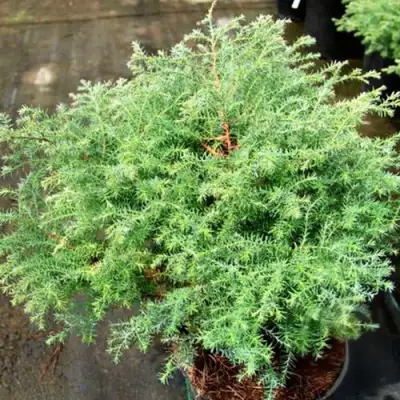 Кипарисовик СКВАРРОЗА горохоплодный в Речице