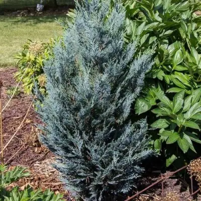 Кипарисовик ДАРТС БЛЮ РИББОН лавсона в Речице