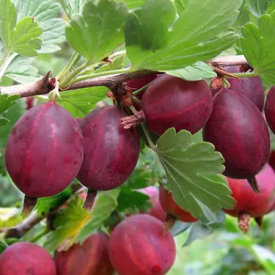 Крыжовник ХИННОМАКИ РОТ в Речице