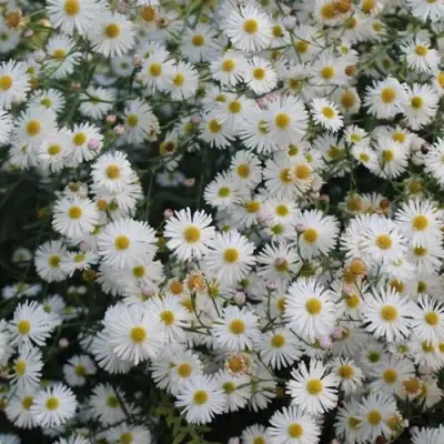 Болтония СНОУБЭНК в Речице