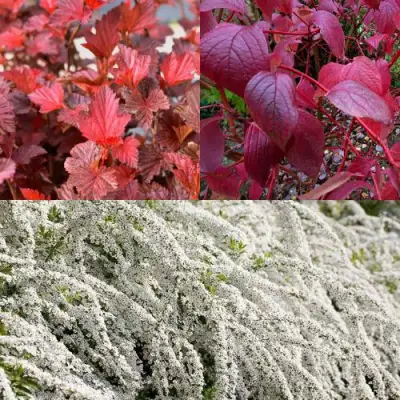 Комплект ЖИВАЯ ИЗГОРОДЬ в Речице