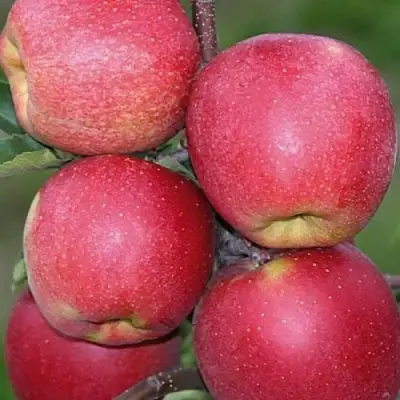 Яблоня ЧЕМПИОН в Речице