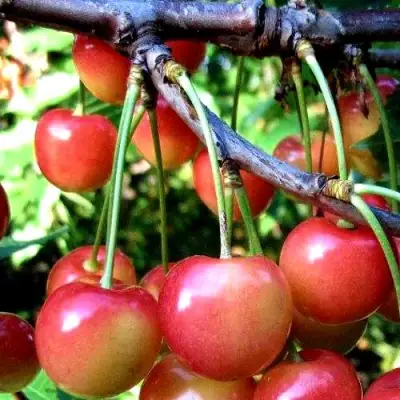 Черешня ГАСТИНЕЦ в Речице