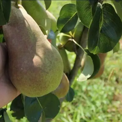 Груша БРЯНСКАЯ КРАСАВИЦА в Речице