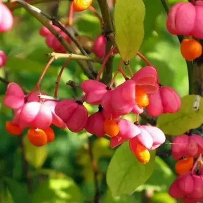 Бересклет ЕВРОПЕЙСКИЙ в Речице