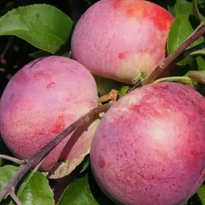 Яблоня БЕЛОРУССКОЕ МАЛИНОВОЕ в Речице