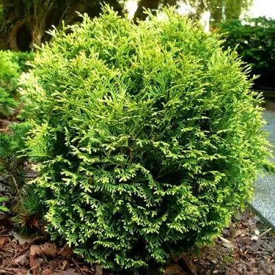 Туя ВОТЕРФИЛД западная в Речице