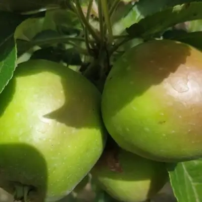 Яблоня ПАМЯТЬ СИКОРЫ в Речице