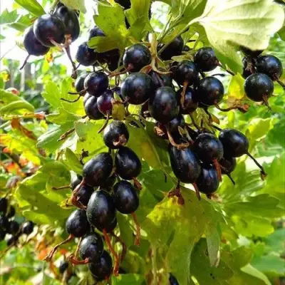 Смородина золотистая ОВАЛЬНАЯ в Речице