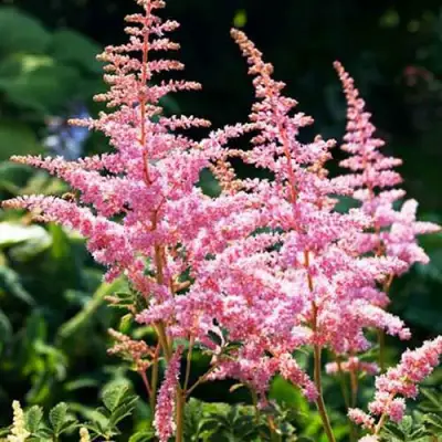 Астильба ЭДЕНС ОДИССЕЙ Арендса в Речице