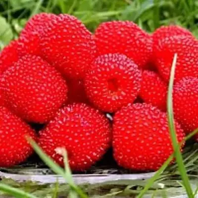 Малина ТИБЕТСКАЯ (РОЗОЛИСТНАЯ) в Речице