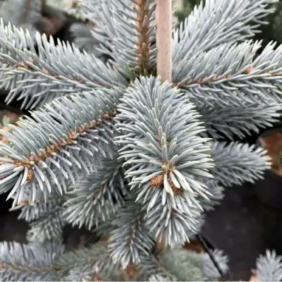 Ель РОЯЛ БЛЮ колючая  в Речице