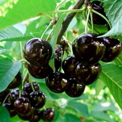 Черешня МУСКАТНАЯ в Речице