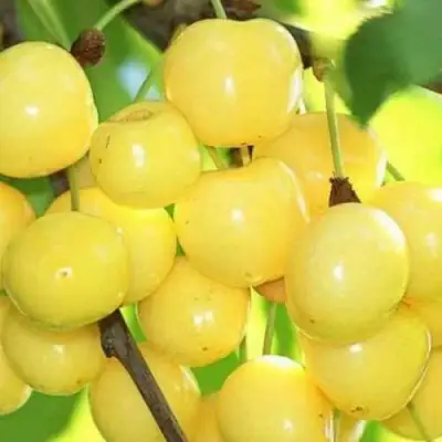 Черешня РОССОШАНСКАЯ ЗОЛОТАЯ в Речице