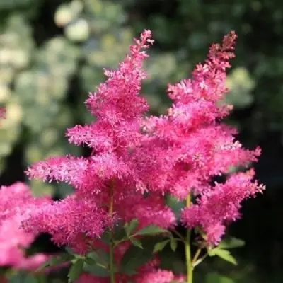 Астильба САННИ ДЕЙ гибридная в Речице