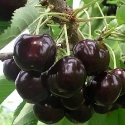 Вишня РОССОШАНСКАЯ ЧЕРНАЯ в Речице