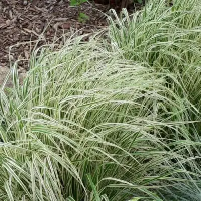 Вейник ОВЕРДАМ остроцветковый в Речице