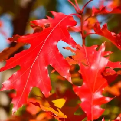 Дуб красный в Речице