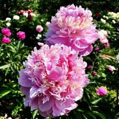 Пион ЛАВОН травянистый в Речице