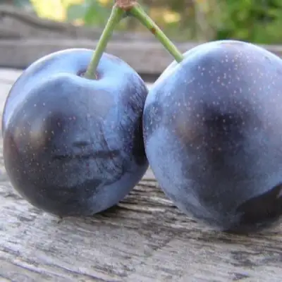 Слива БЛЮФРИ в Речице