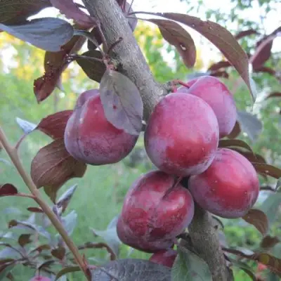 Слива ЛАМА в Речице