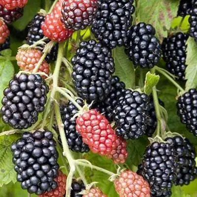 Ежевика НАВАХО бесшипная  в Речице