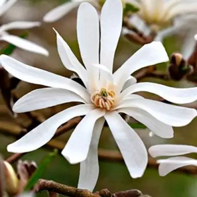 Магнолия СТЕЛЛАТА в Речице