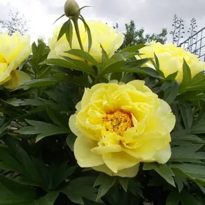 Пион БАРЦЕЛЛА (БАРТЗЕЛЛА) ито-гибрид в Речице