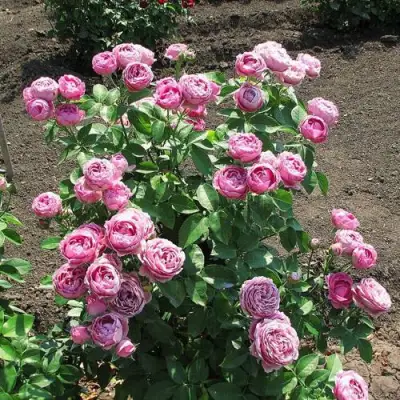 Роза МИСТИ БАБЛС спрей в Речице