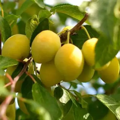 Слива ОЧАКОВСКАЯ ЖЕЛТАЯ в Речице