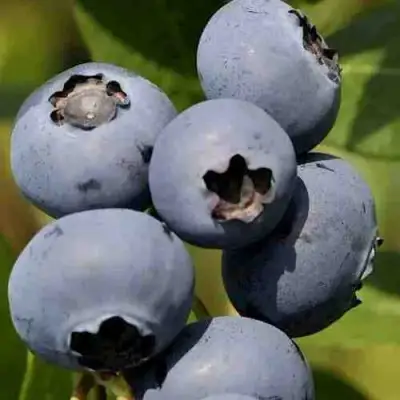 Голубика ХАРРИСОН в Речице