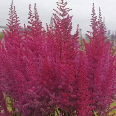 Астильба МАЙТИ ЧОКОЛАТ ЧЕРРИ китайская в Речице