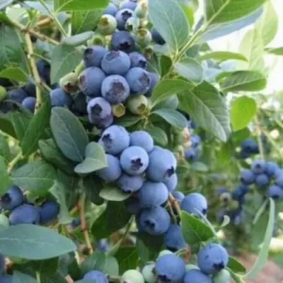 Голубика ЭЛЛИОТ в Речице