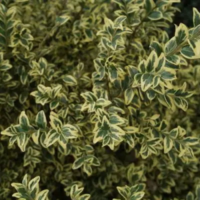 Самшит АУРЕАВАРИЕГАТА в Речице