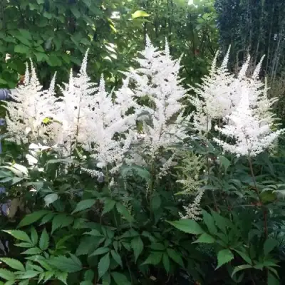 Астильба БРАУТШЛЕЙЕР Арендса в Речице