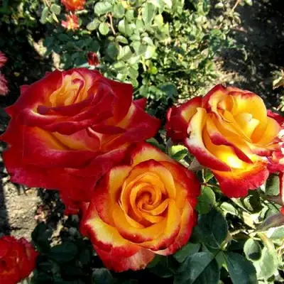 Роза ХАЙ МЭДЖИК чайно-гибридная в Речице