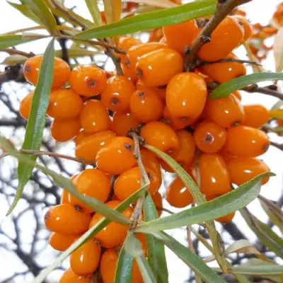 Облепиха КОСТЕР в Речице