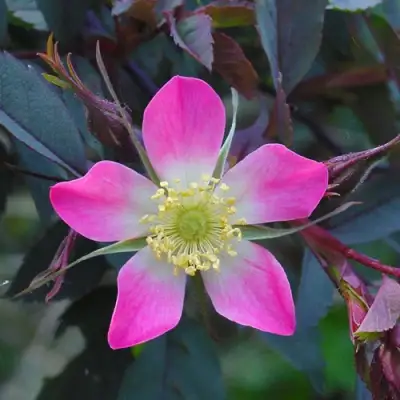 Роза сизая в Речице